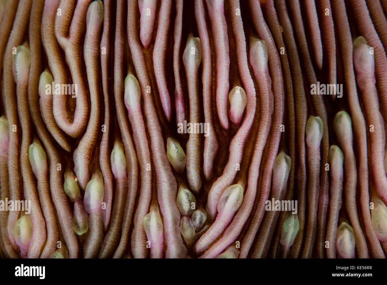 Detail of a beautiful mushroom coral. Stock Photo