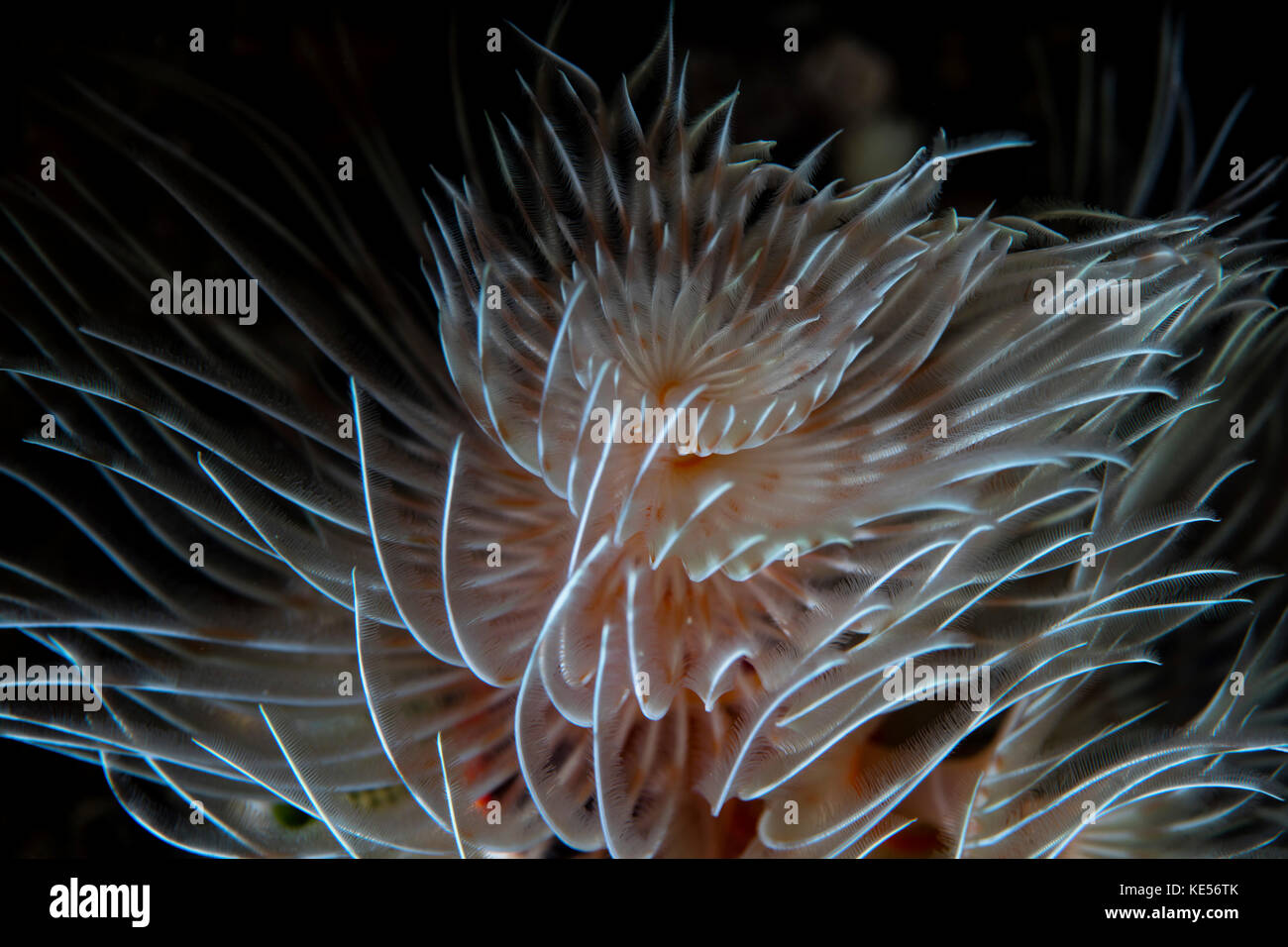 Detail of a feather duster worm growing on a coral reef Stock Photo Alamy