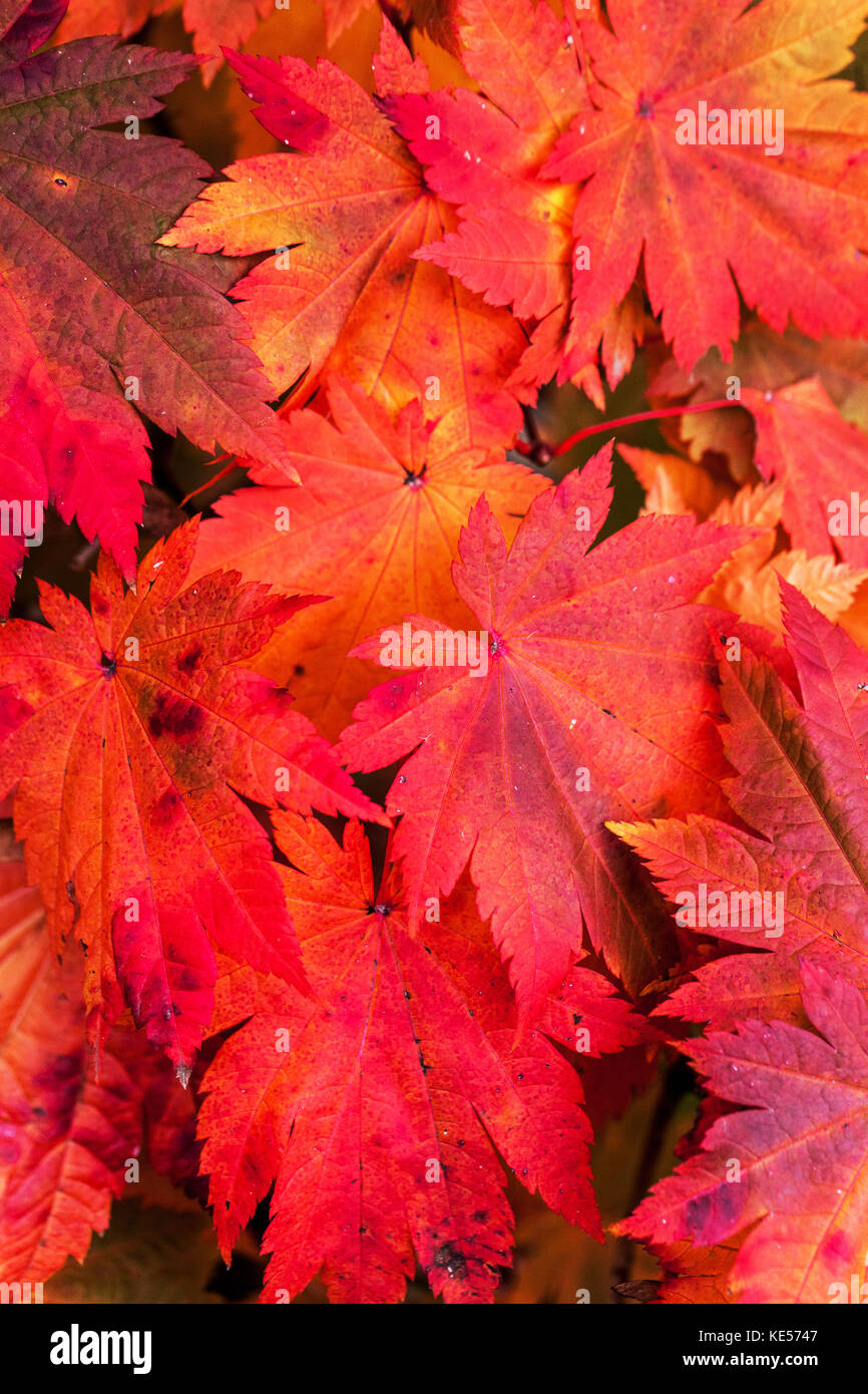 Japanese maple Acer Japonicum Vitifolium autumn leaves Stock Photo