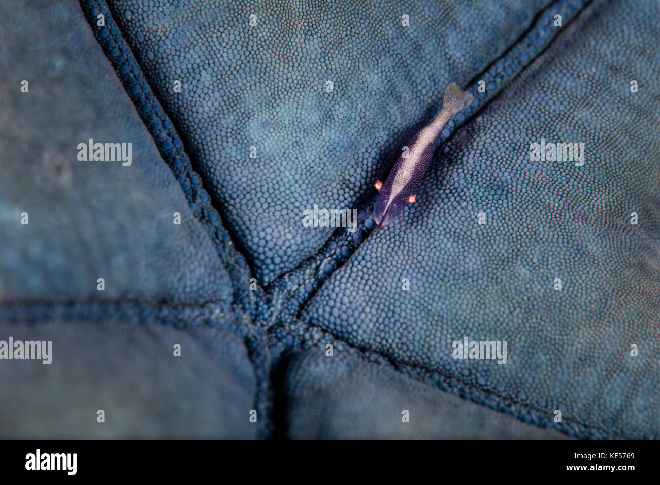 A tiny shrimp lives on a blue starfish. Stock Photo