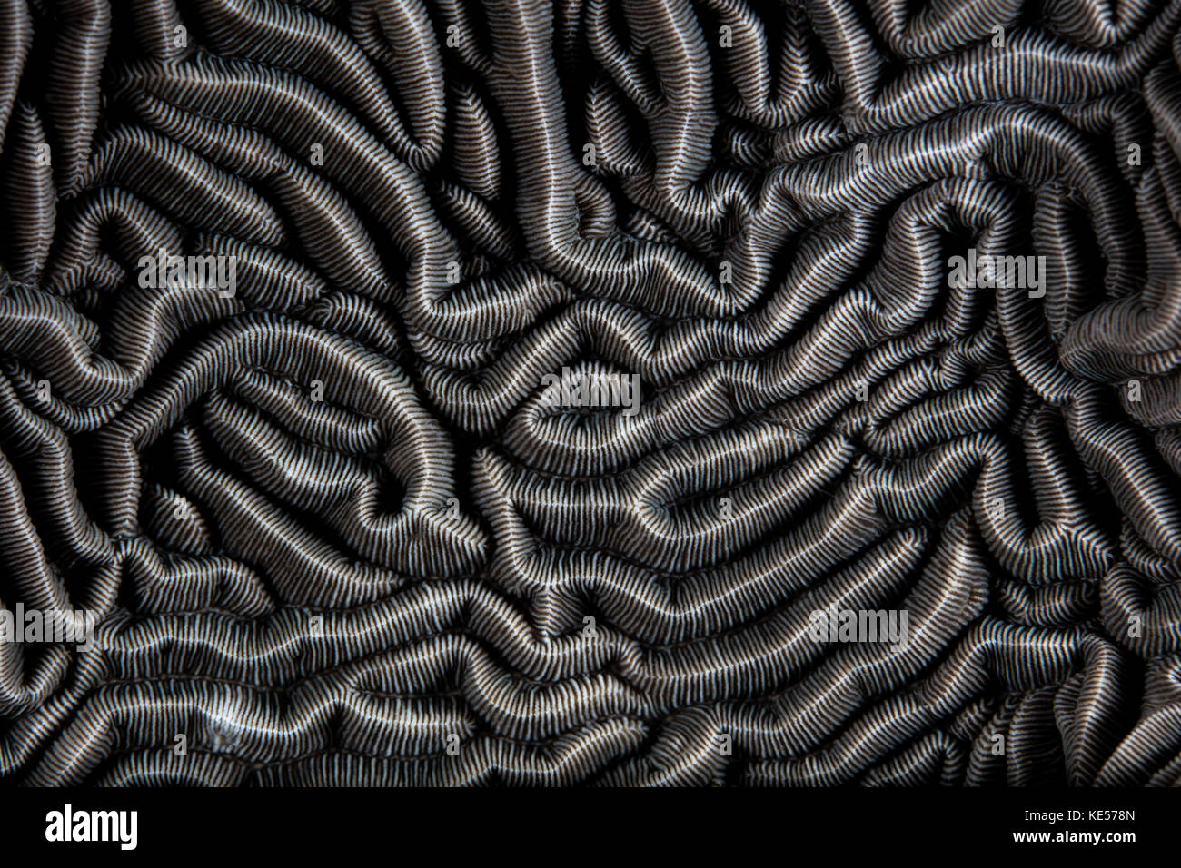 Detail of a beautiful reef-building coral growing on a reef. Stock Photo