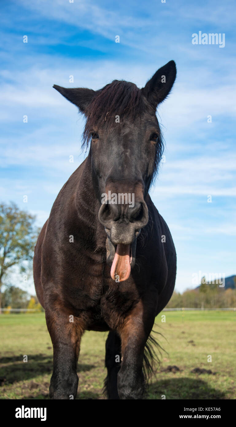 Horse tongue out hires stock photography and images Alamy