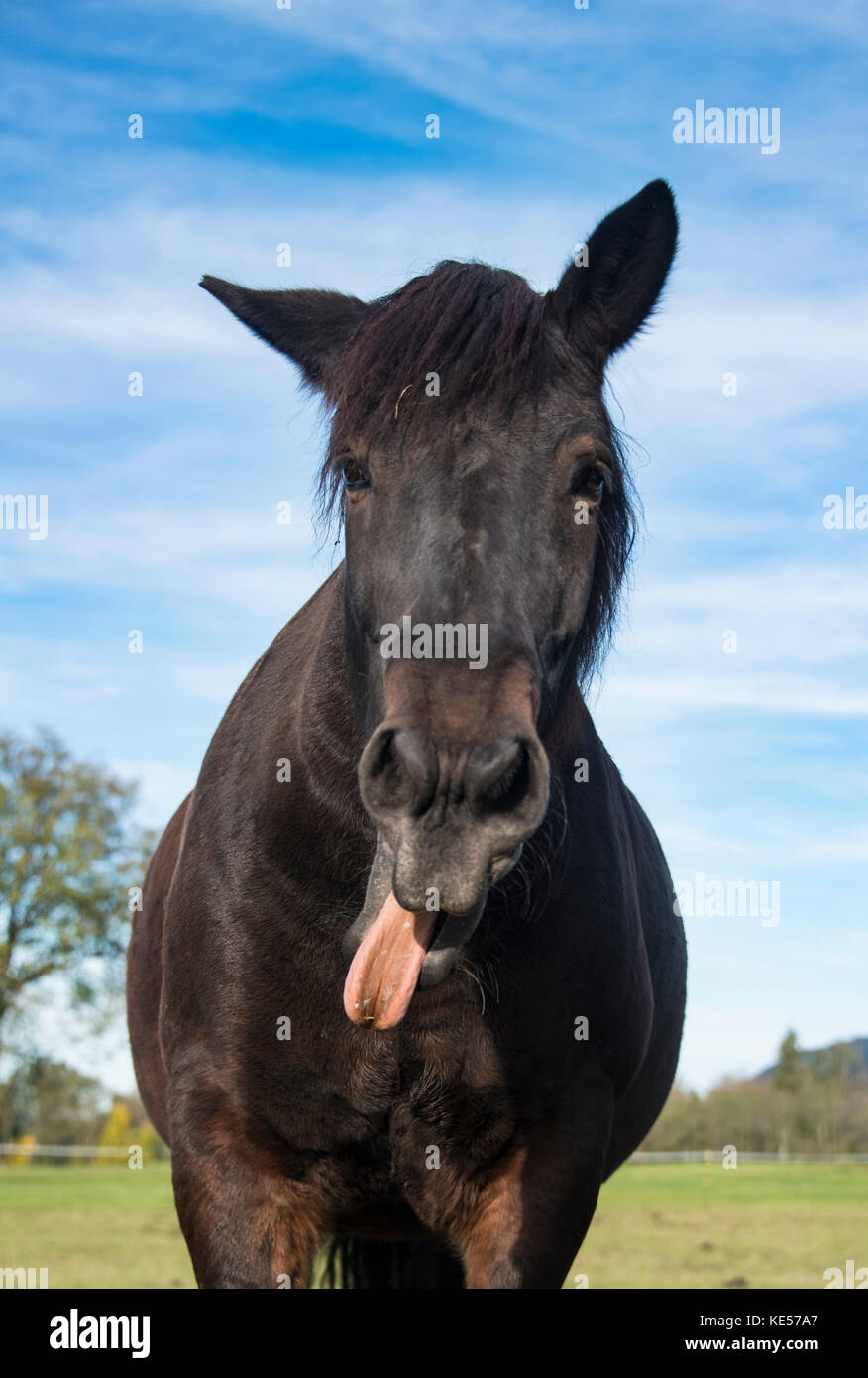 Tongue stretch out hires stock photography and images Alamy