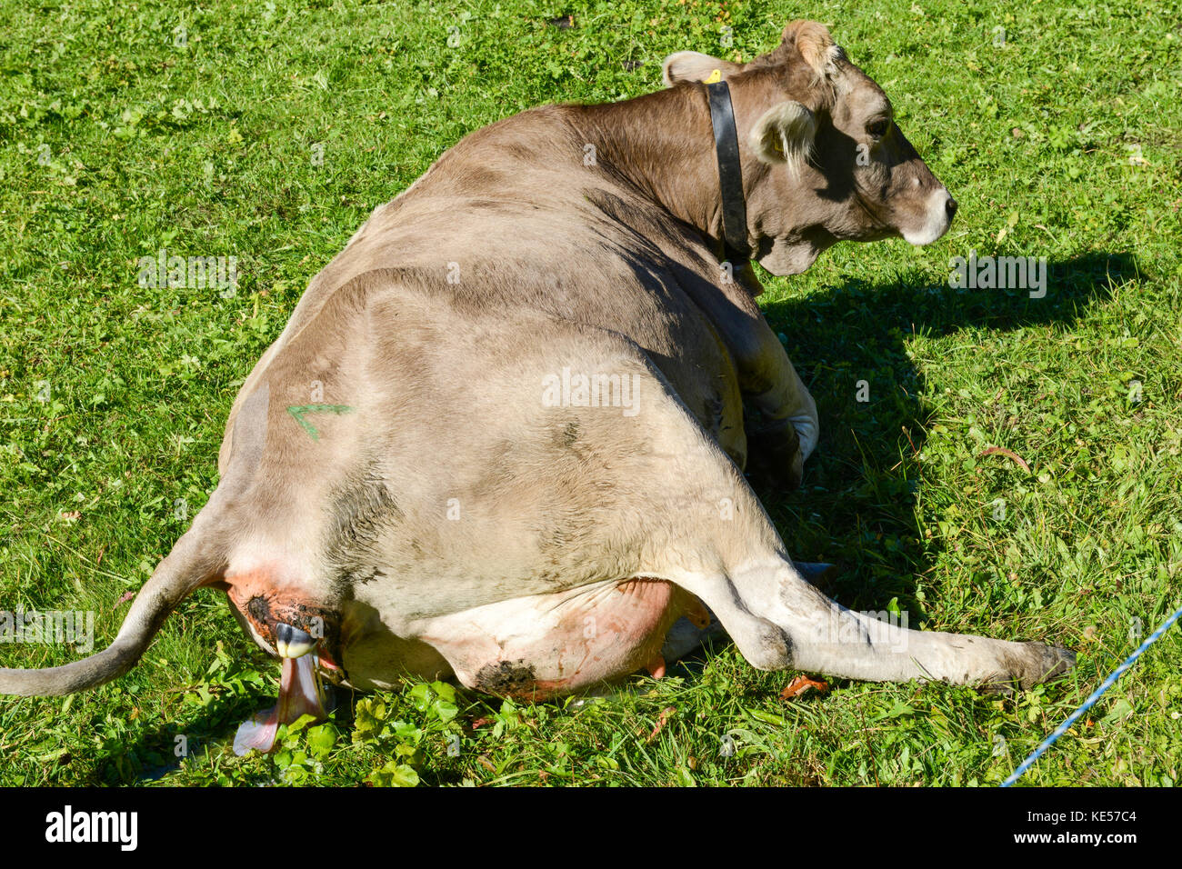 The birth of a calf in a field on the Swiss alps Stock Photo