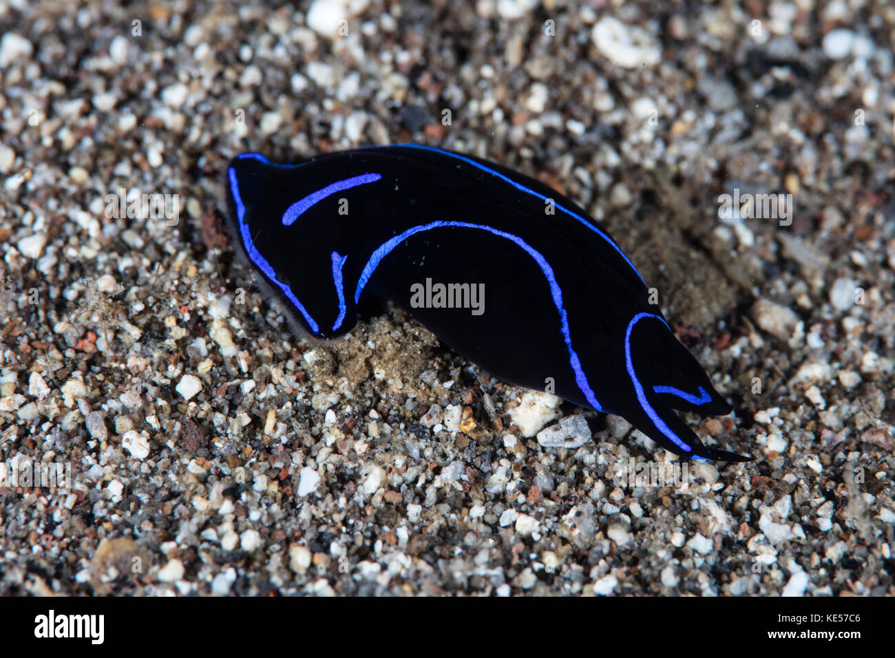 A Blue Velvet Head Shield sea slug crawls across a sandy seafloor. Stock Photo