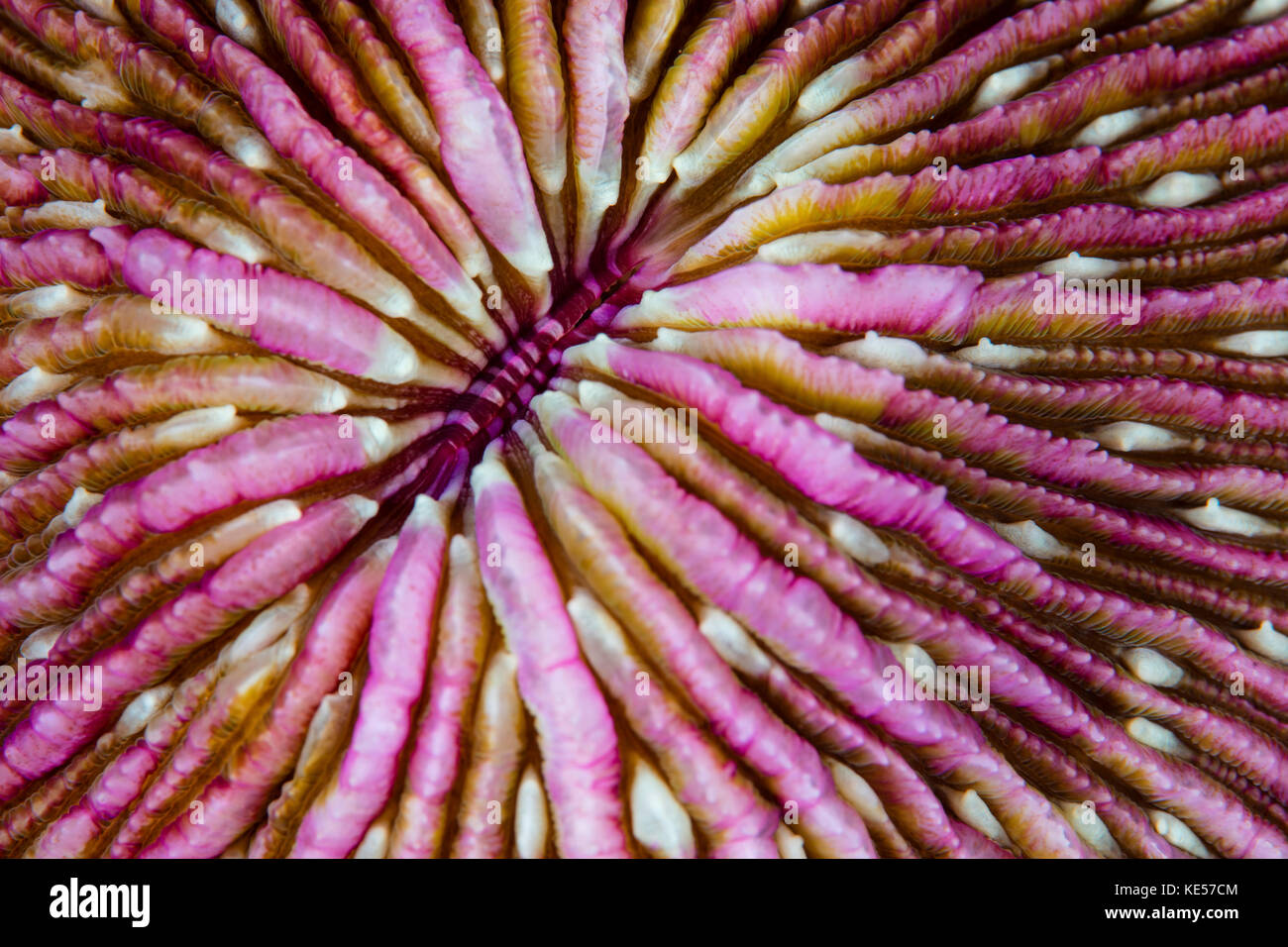 Detail of a beautiful mushroom coral growing on a reef in the Lesser Sunda Islands. Stock Photo