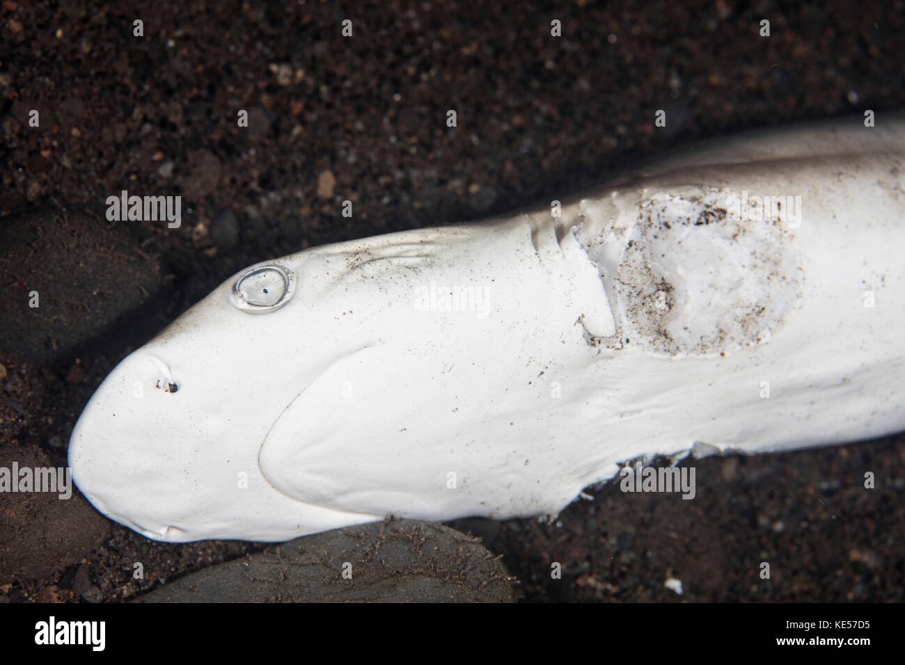 A young grey reef shark has been killed for its fins. Stock Photo