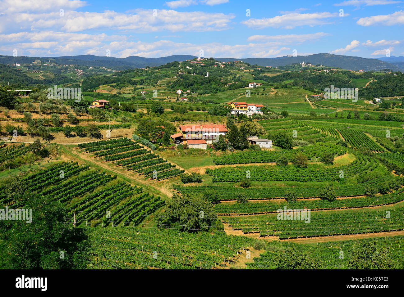 Vineyards near Smartno, Brda, Slovenia Stock Photo