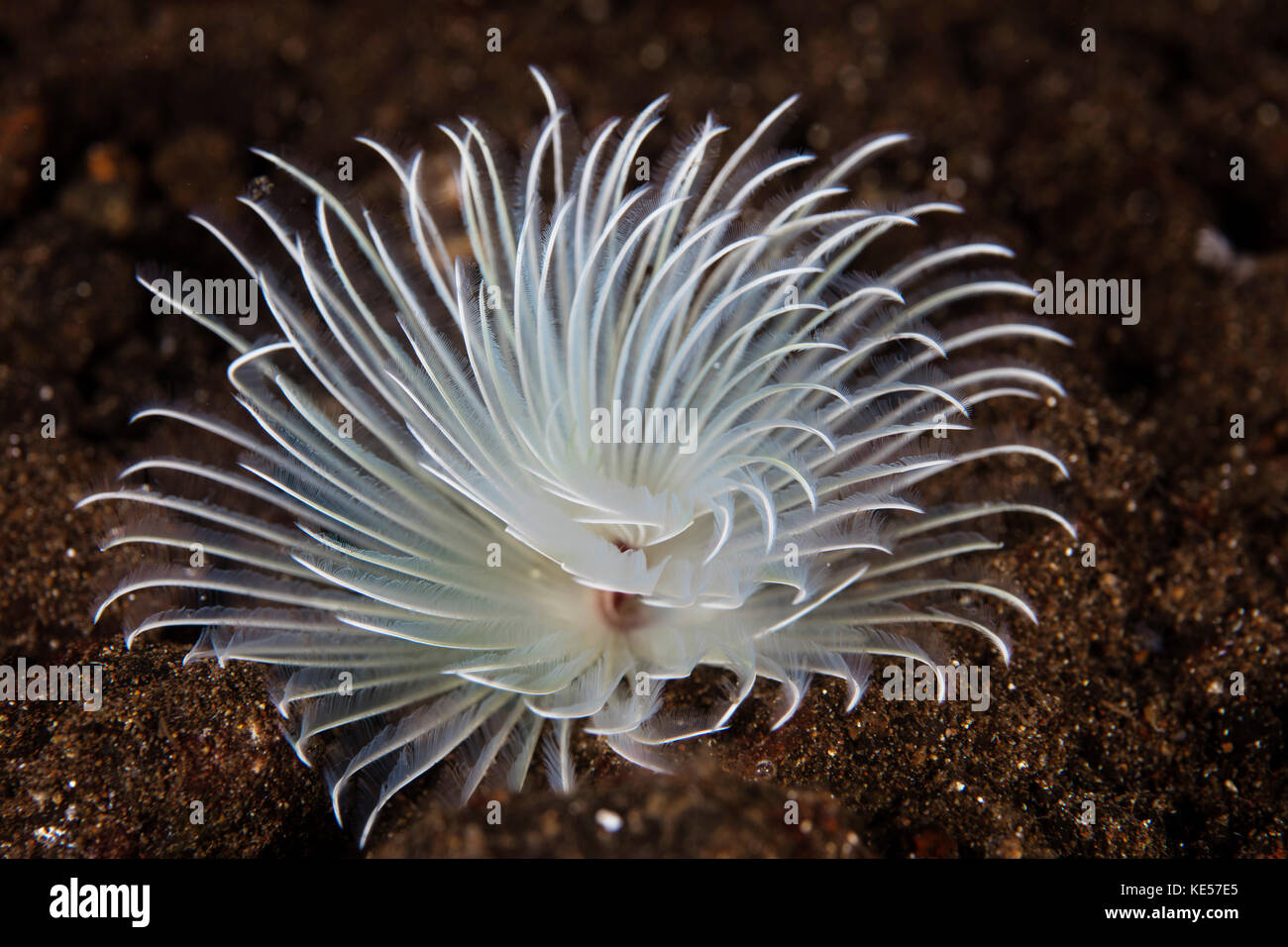 Detail of a feather duster worm growing on a coral reef Stock Photo Alamy
