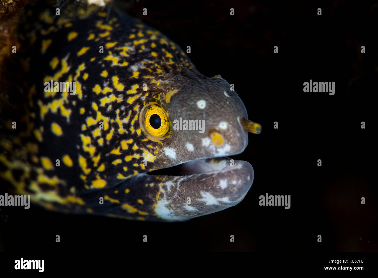 A snowflake moray eel peeks out from a dark hole on a reef. Stock Photo