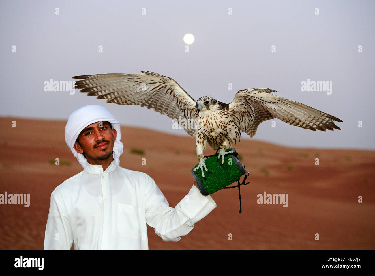 Falconer with Falcon, Liwa Desert, Abu Dhabi, United Arab Emirates Stock Photo