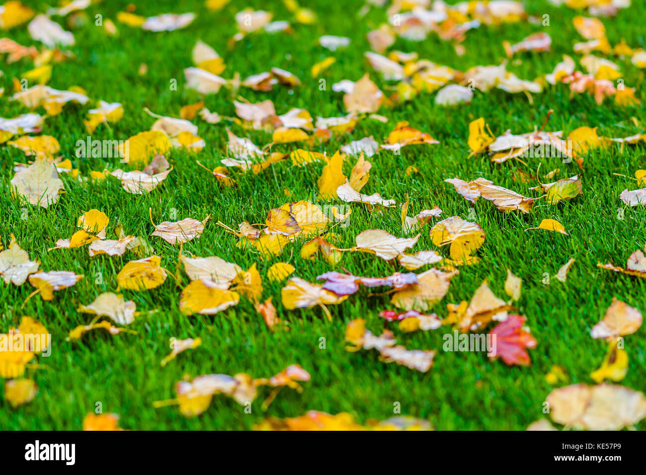 Yellow and green leaves texture hi-res stock photography and images - Alamy