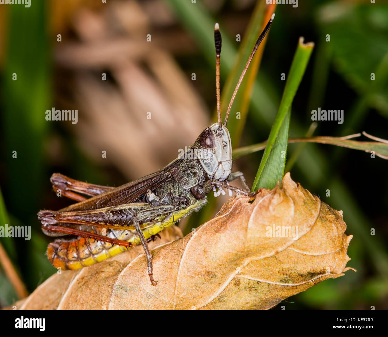 A beautiful and brightly colored grasshopper is enjoying its Indian summer days. Stock Photo