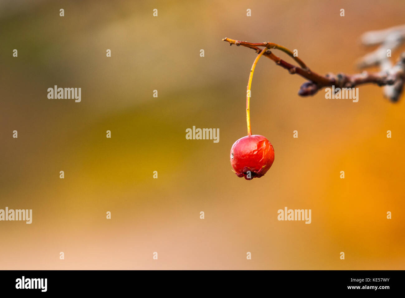 Single red hawthorn berry on a twig of a bush against smooth background in golden autumn season. Positive view, warm colors, free space to enter text Stock Photo