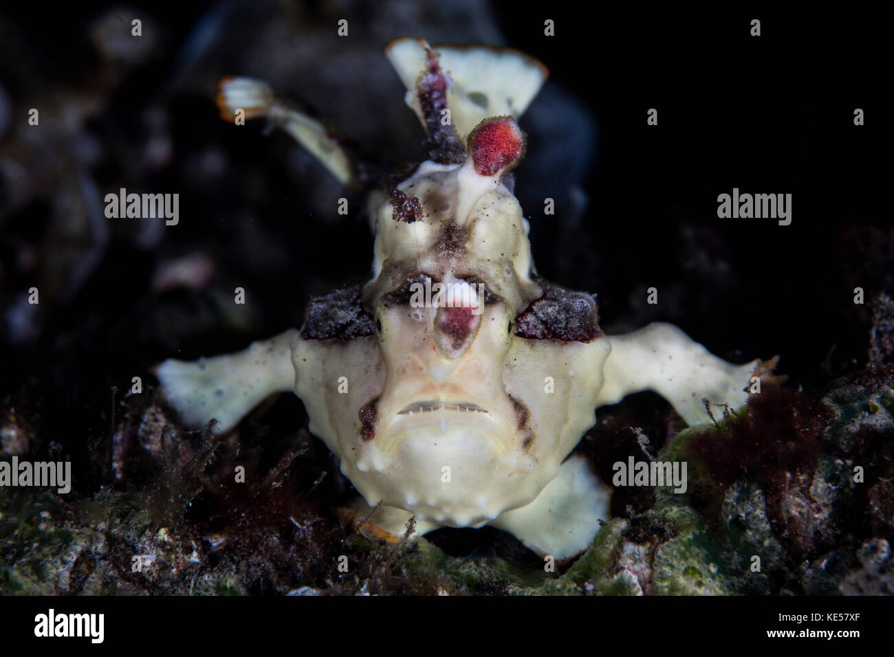 A warty frogfish is well-camouflaged as it waits to ambush prey on a reef. Stock Photo