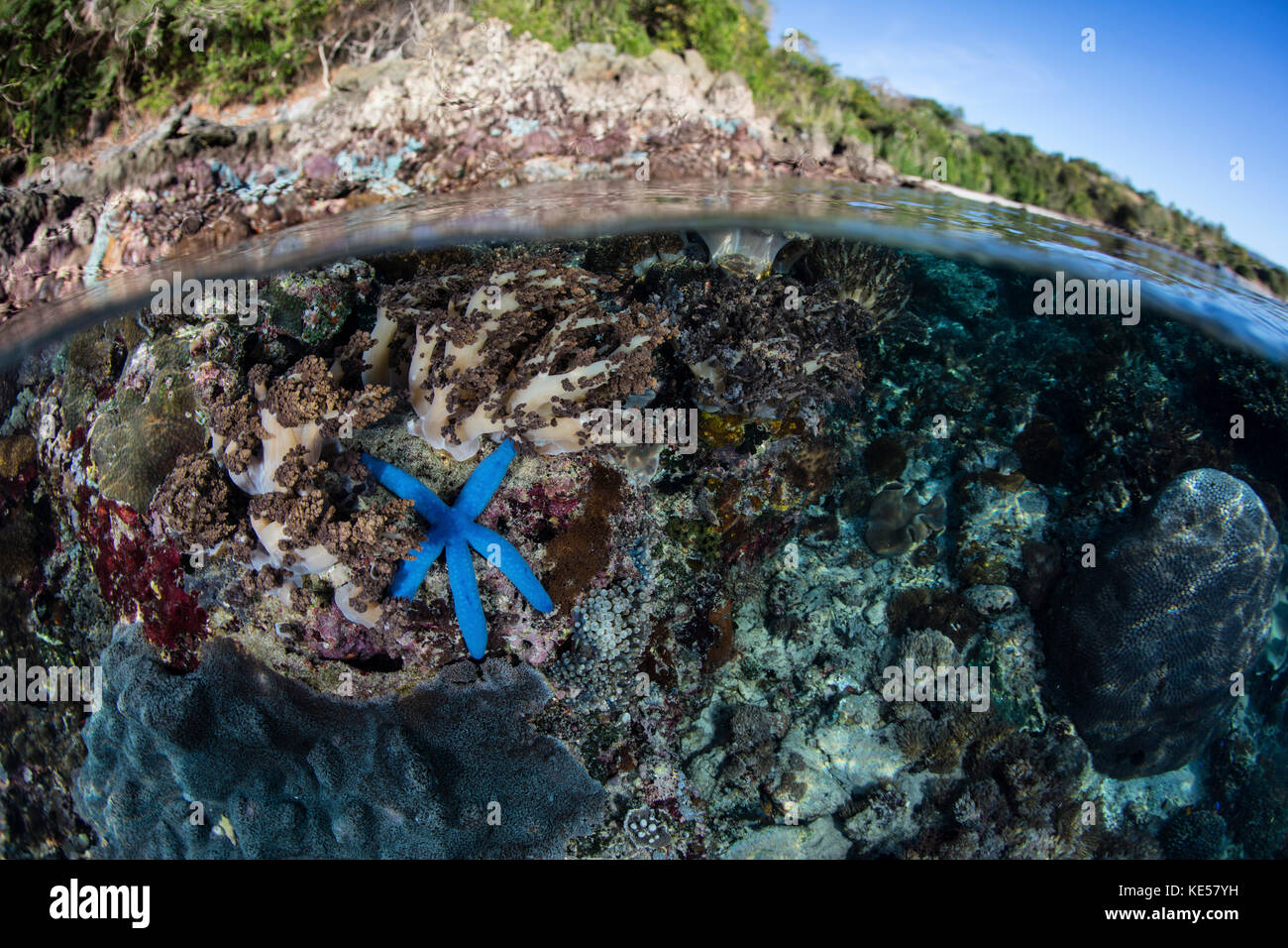 A blue starfish clings to a shallow coral reef in the Lesser Sunda Islands of Indonesia. Stock Photo