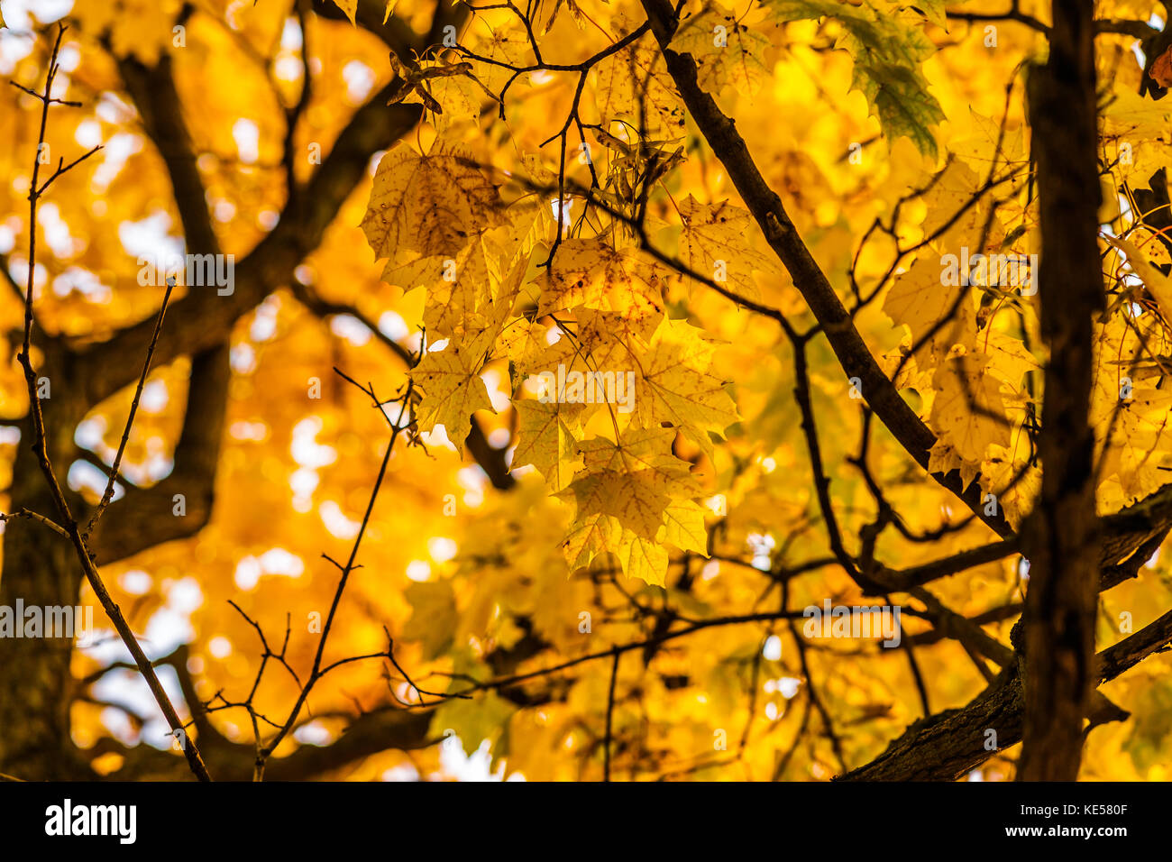 Maple tree from inside. Yellow foliage and dark brown twigs and ...