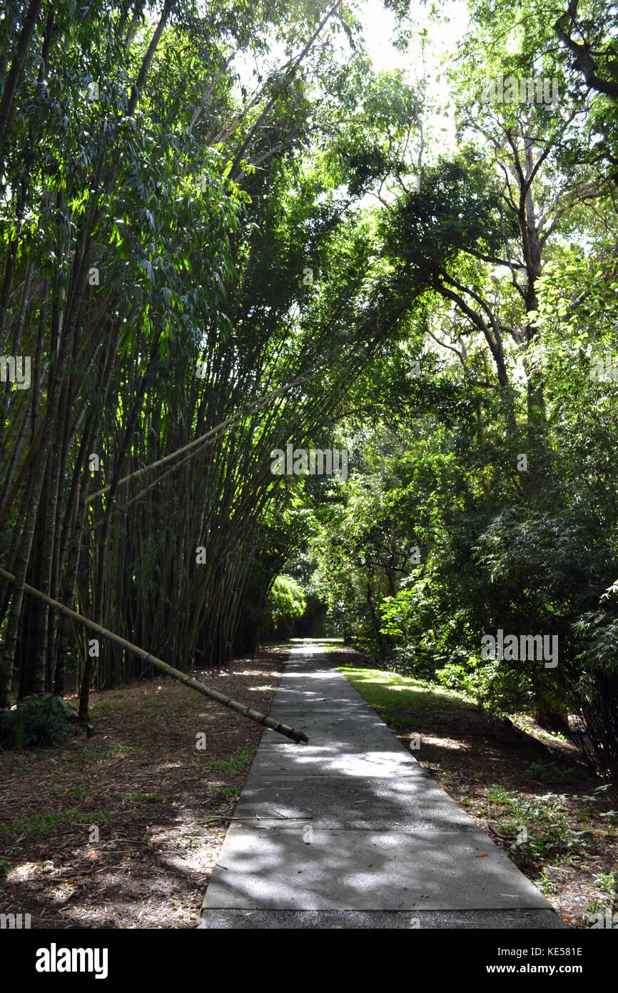 Bamboo road at Cairns Botanical Garden, Australia Stock Photo Alamy