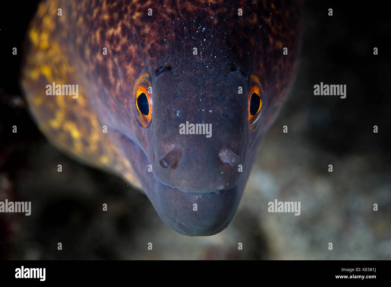 A yellow margin moray eel searches for prey on a reef in Komodo National Park. Stock Photo