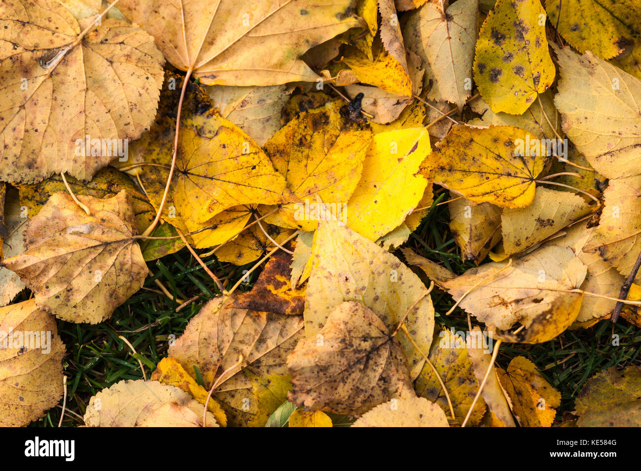 Yellow fallen leaves on the green grass. Golden autumn scene Stock ...
