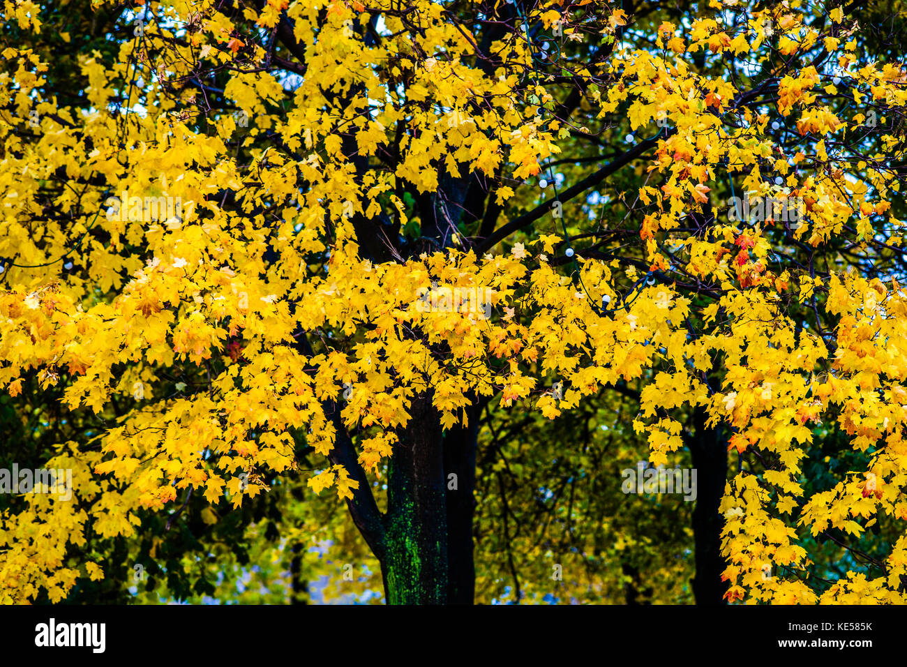 Moss covered maple tree with bright yellow and orange leaves. Golden ...