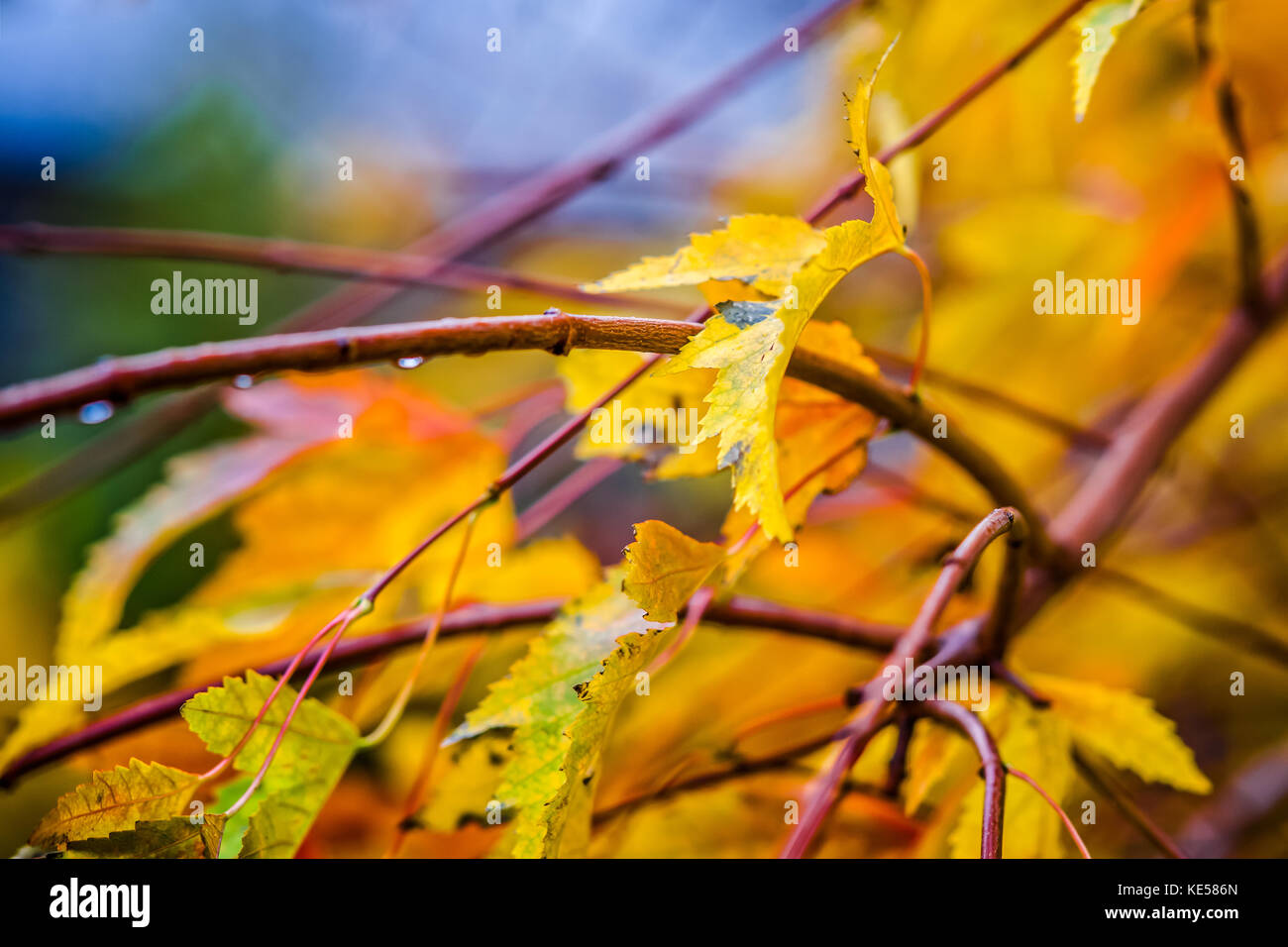 Wet yellow leaves on a tree branches, wet rainy day, colorful golden autumn scene. Stock Photo