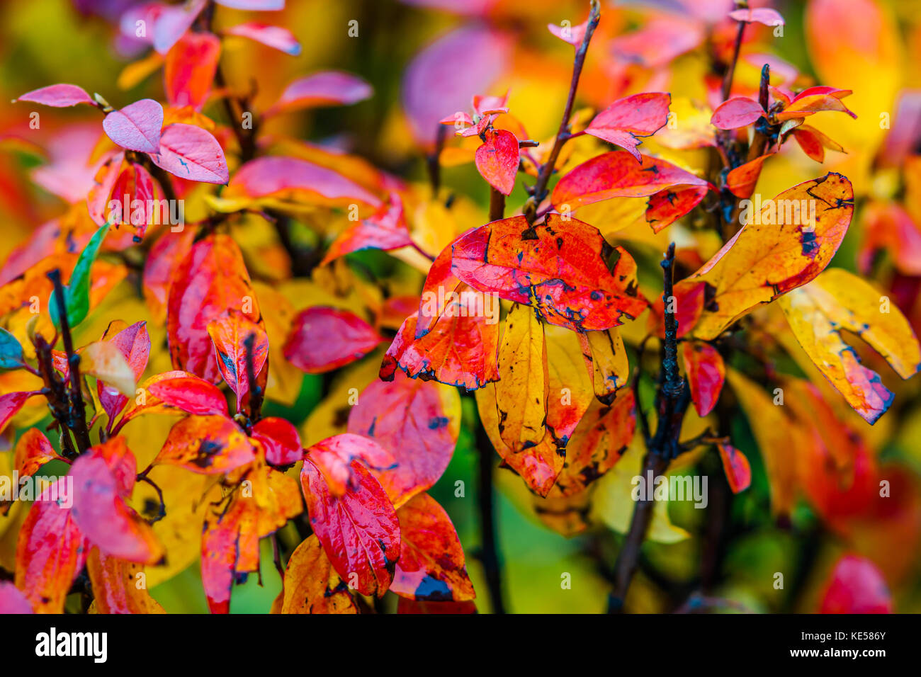 Red, orange, yellow cotoneaster leaves, green background. Wet rainy weather. Colorful golden autumn scene. Stock Photo