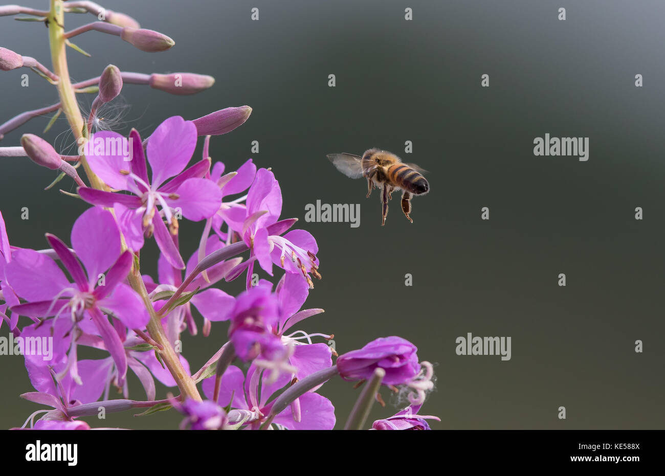 Detailed close up (macro photography) of UK honeybee hovering isolated by flowering pink rosebay willowherb plant, on summer afternoon Stock Photo