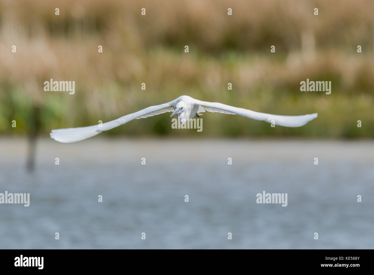 Front view UK little egret bird (Egretta garzetta) isolated in flight flying over water, wings outstretched, heading towards camera. Wetland UK egrets. Stock Photo