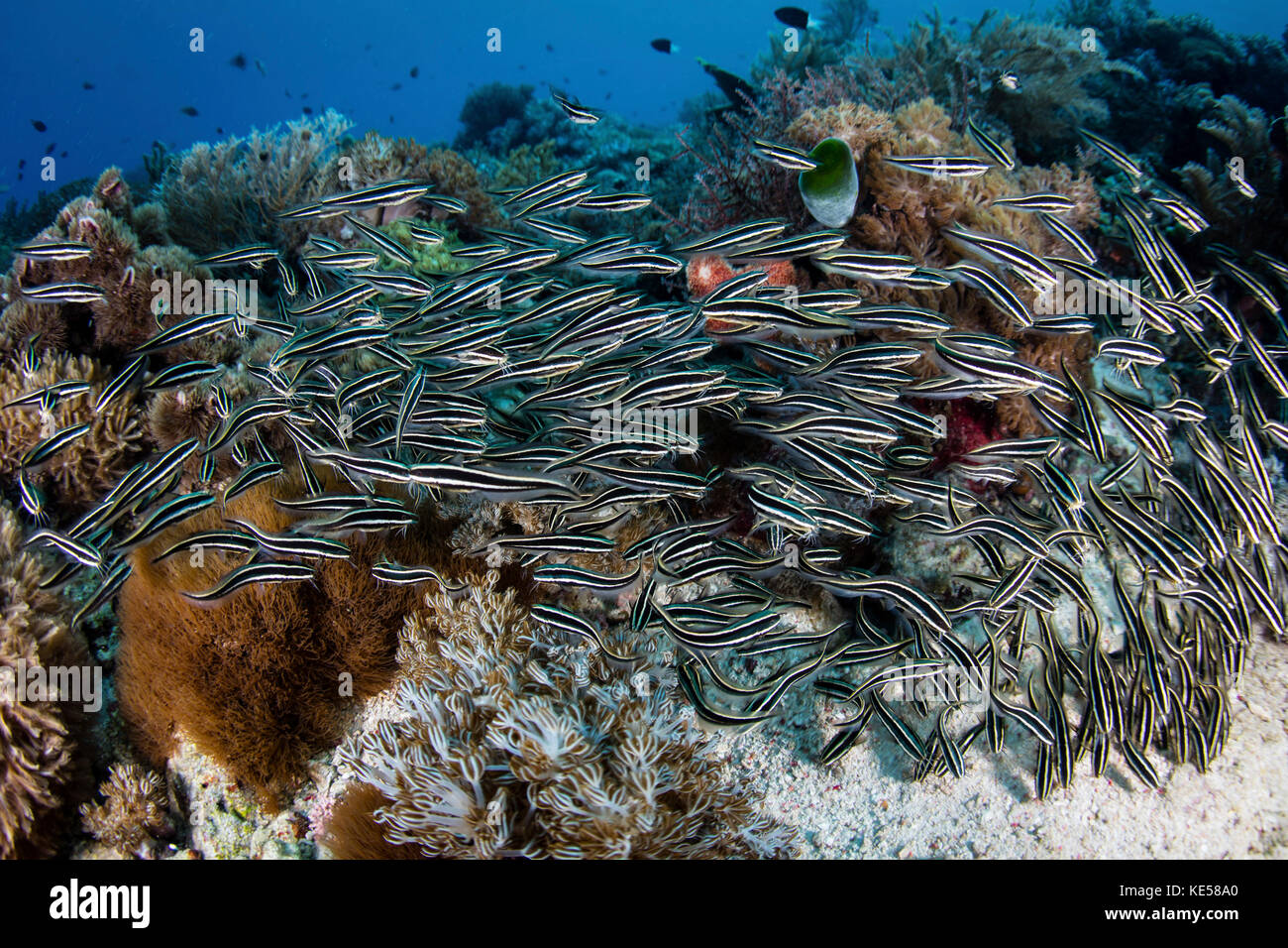 A school of striped eel catfish swarms over a reef searching for food ...