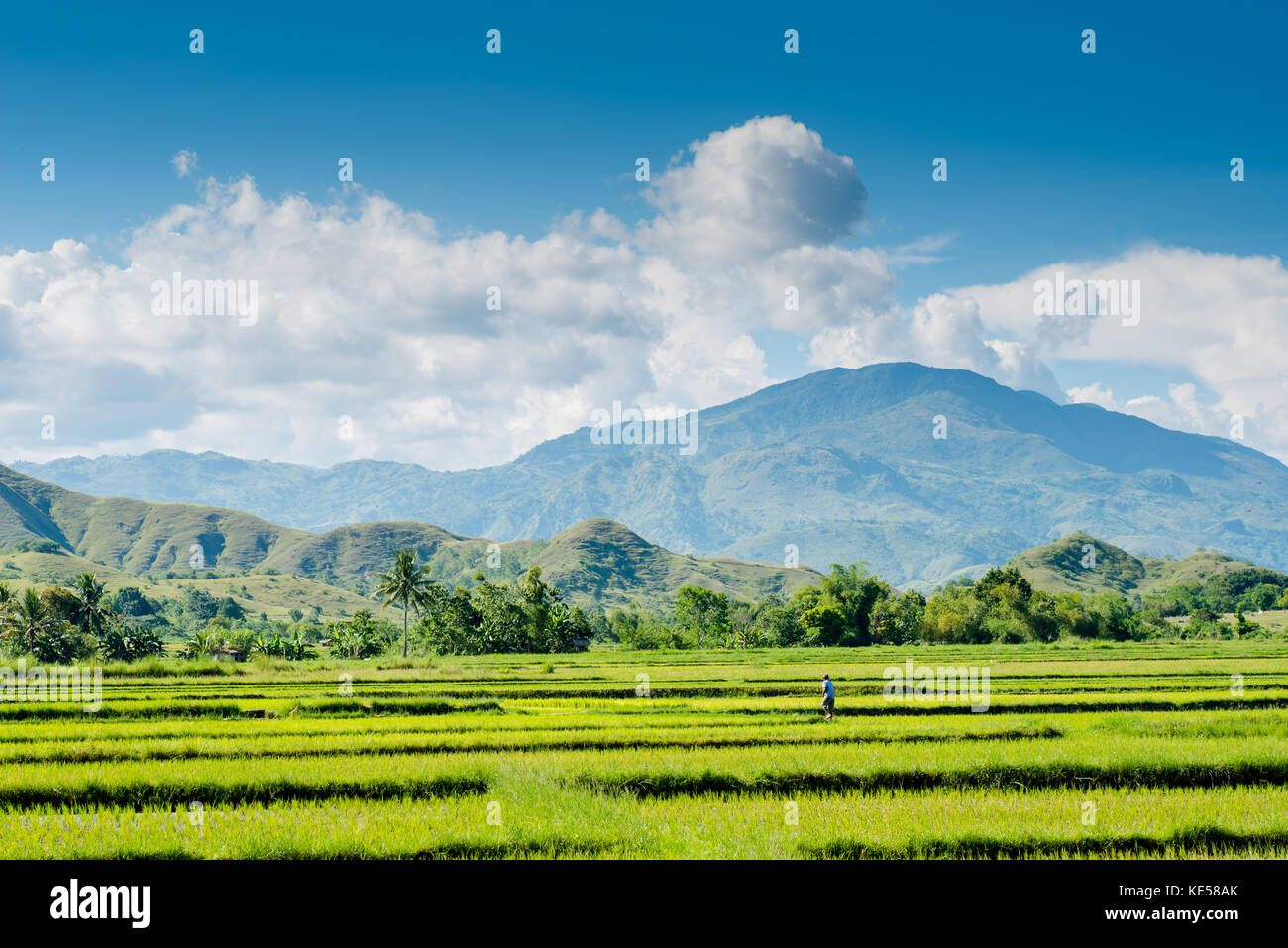 Rice field at Nueva Vizcaya, Philippines Stock Photo Alamy