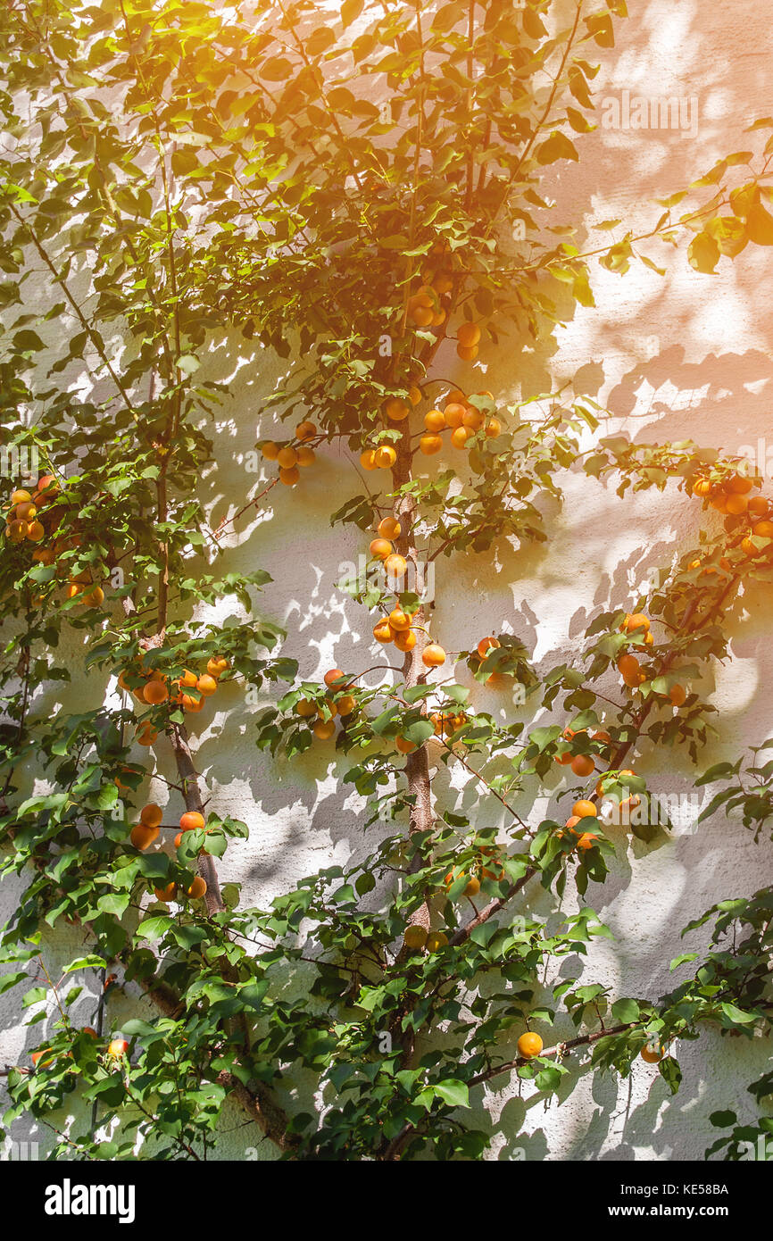 Beautiful large apricot tree with ripe fruits on the wall. The vertical