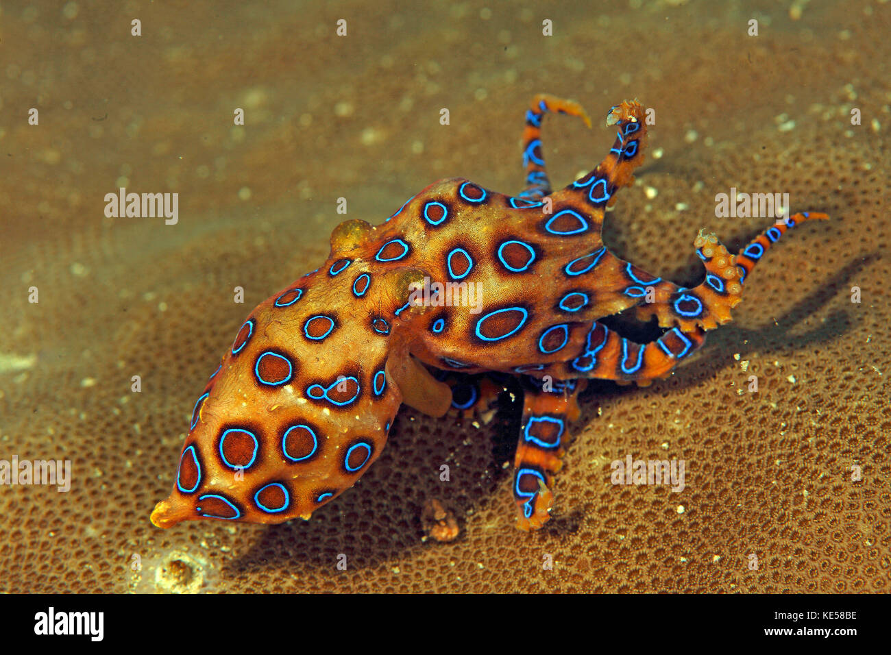 Reef Octopus High Resolution Stock Photography and Images - Alamy