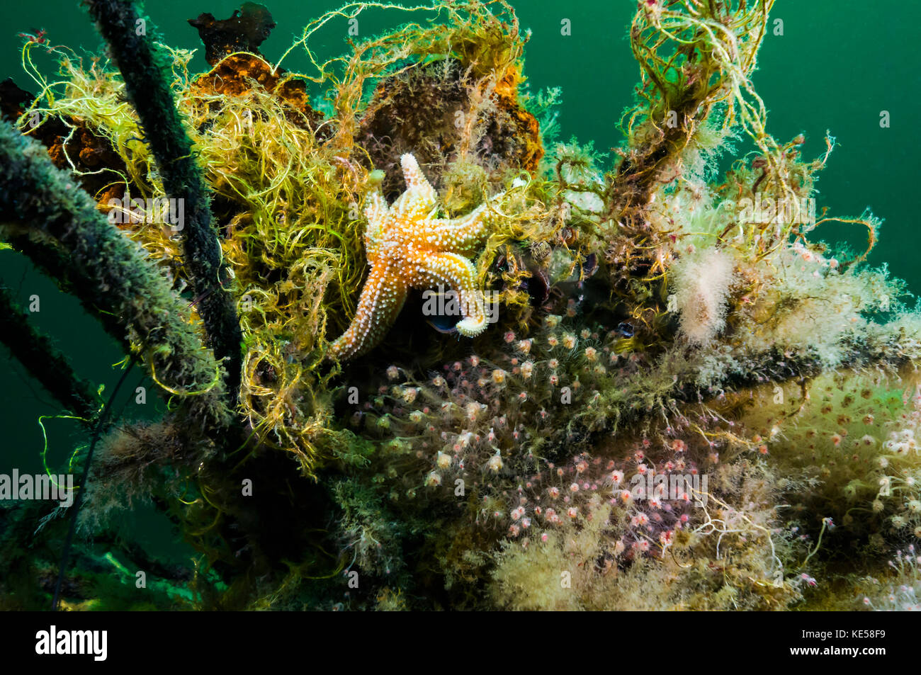 A northern sea star in the cold waters off New Jersey. Stock Photo