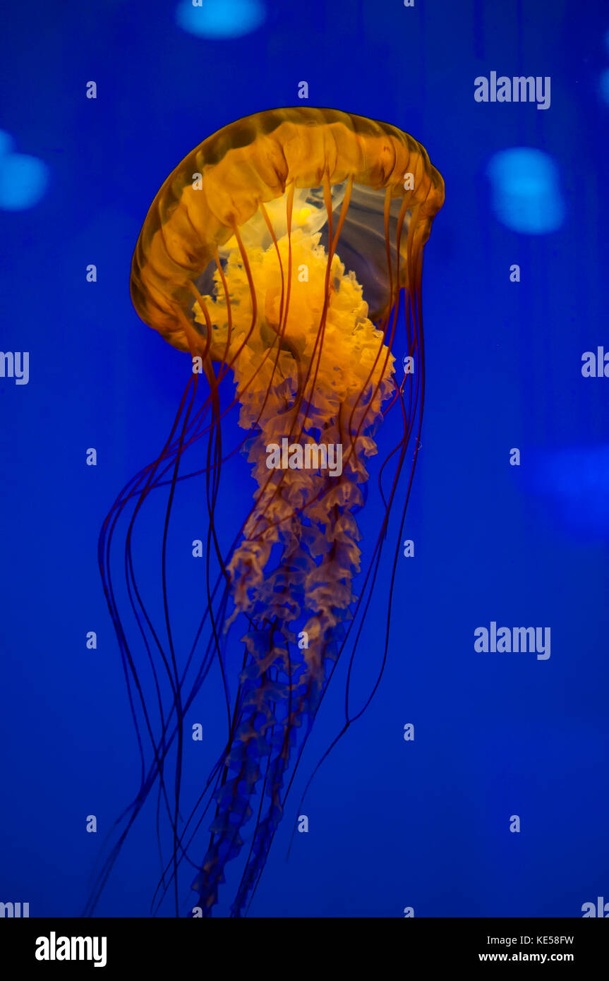 Pacific sea nettle jellyfish. Stock Photo
