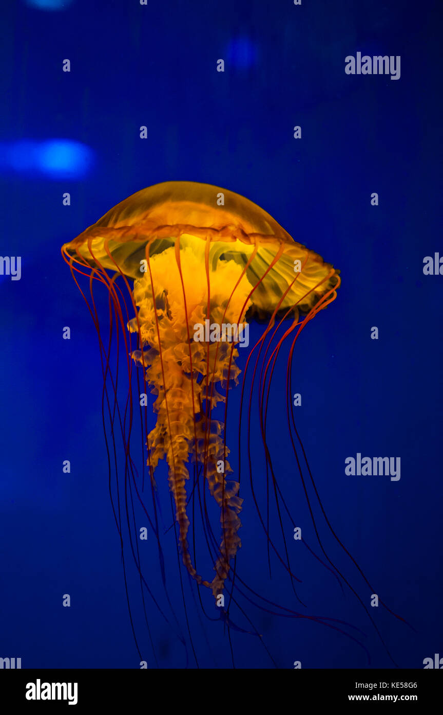 Pacific sea nettle jellyfish. Stock Photo