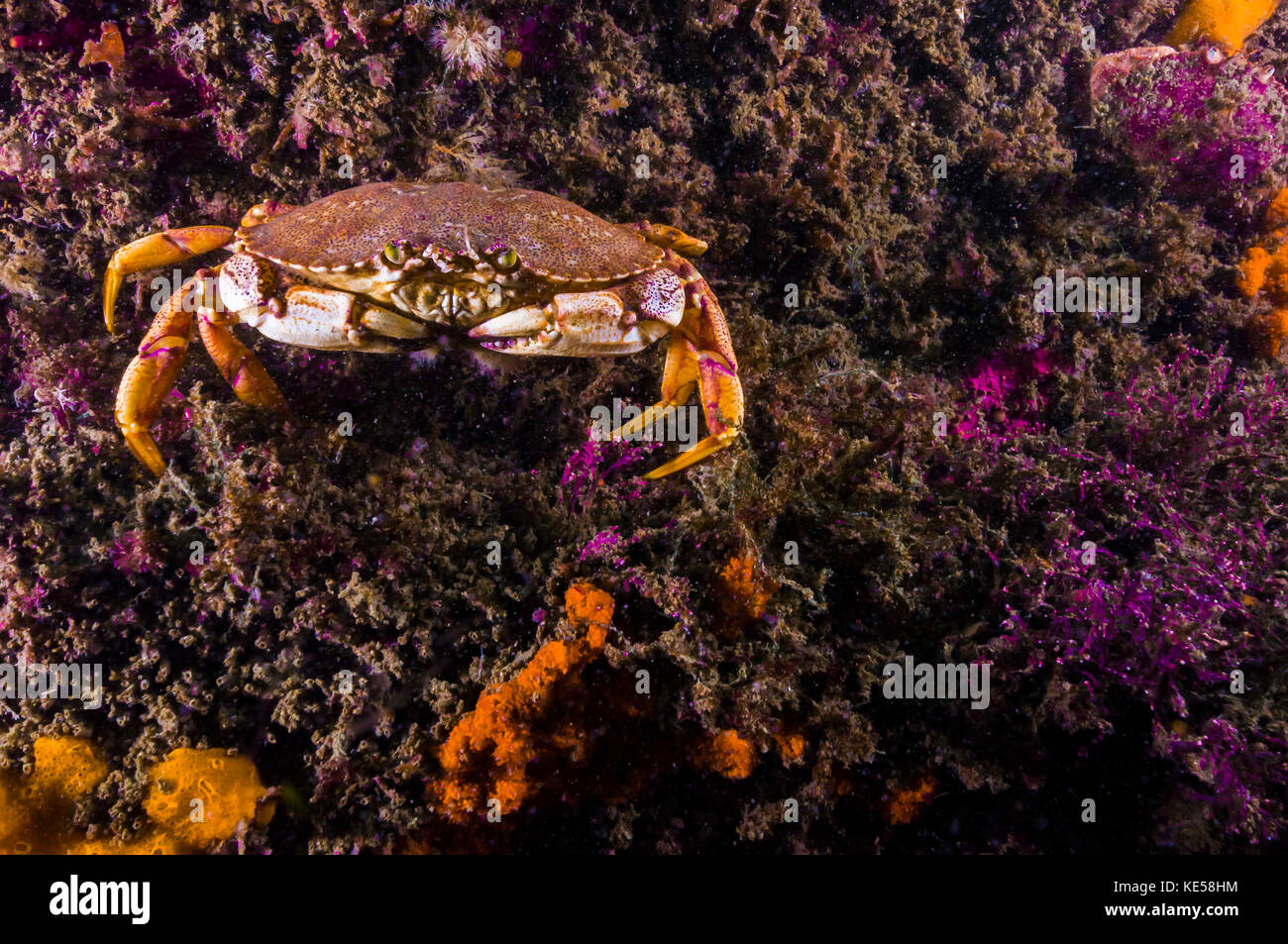 Atlantic rock crab, Maine. Stock Photo