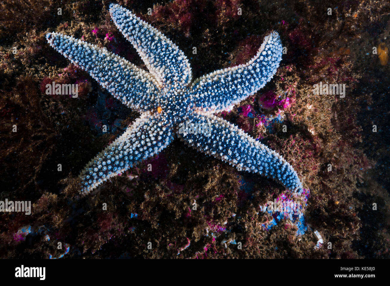 This Forbes common sea star is found in northeaster waters of Maine. Stock Photo