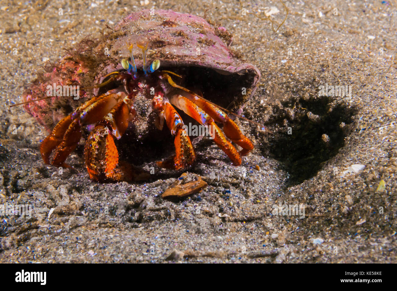 Acadian hermit crabs crawling along the seafloor in Maine Stock Photo