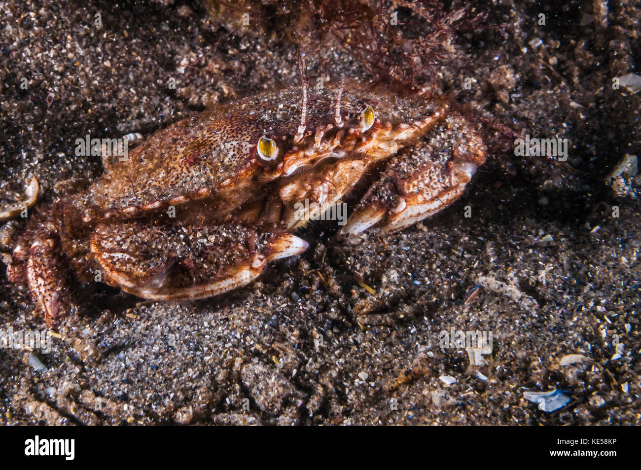 Atlantic rock crab, Maine. Stock Photo