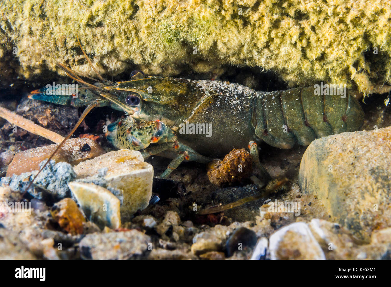 Crawfish hiding under rocks and crevices in Lake Murray, Oklahoma Stock