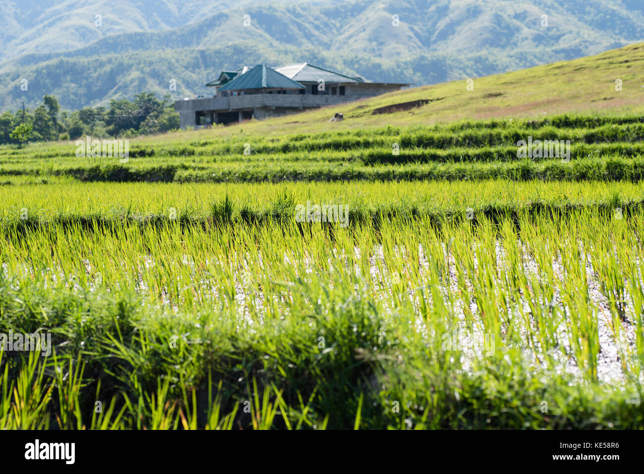 Rice field at Nueva Vizcaya, Philippines Stock Photo - Alamy