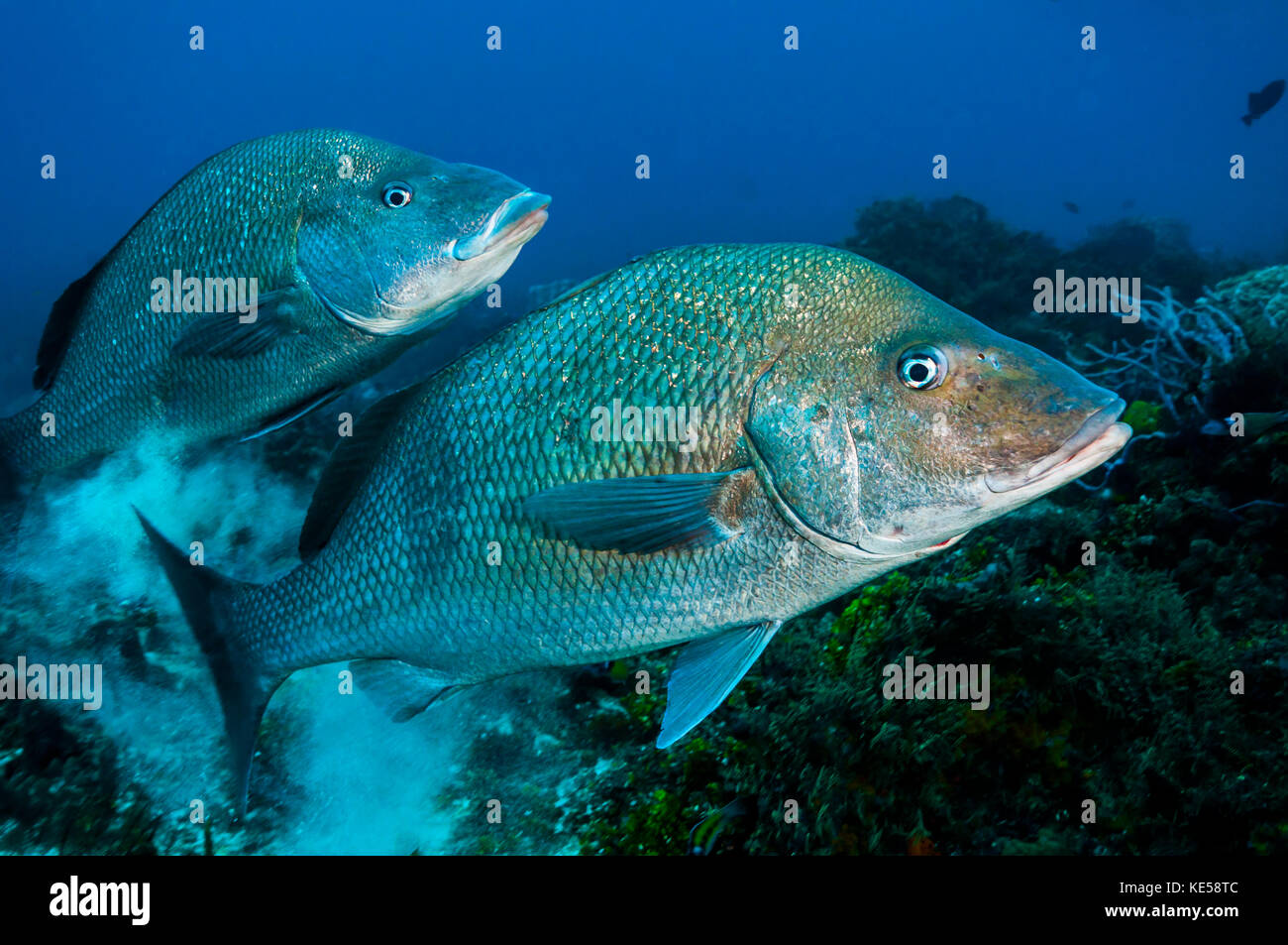 Magarate Fish Large margates swimming across the seafloor in Mexico Stock Photo - Alamy