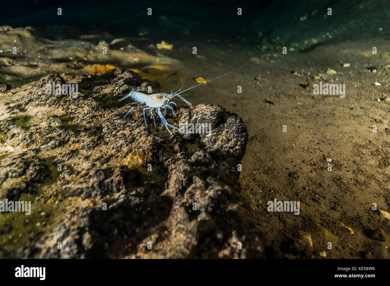 Blind crawfish inhabit Peacock Springs, Florida. Stock Photo