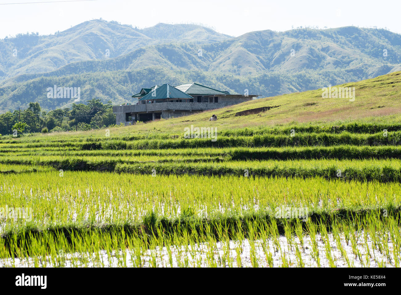 Rice field at Nueva Vizcaya, Philippines Stock Photo - Alamy