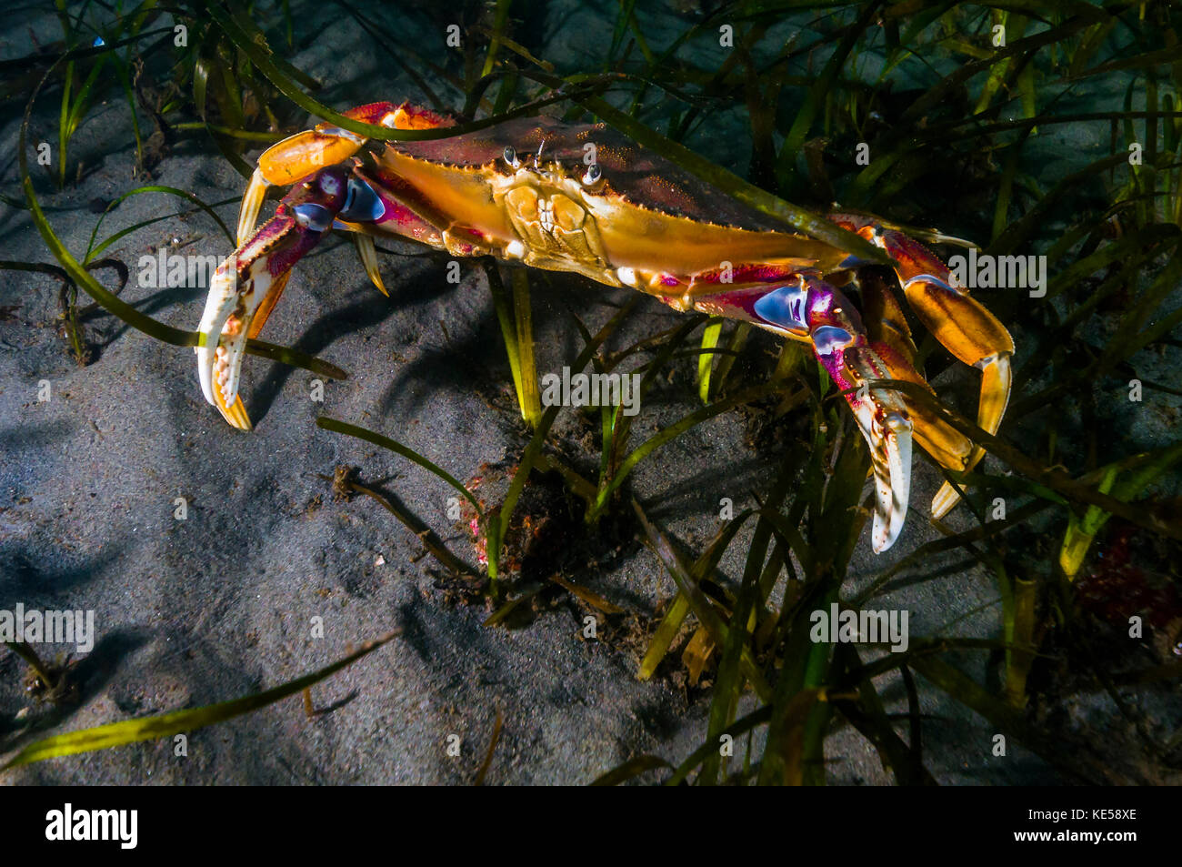 Rock crab, Puget Sound, Washington. Stock Photo