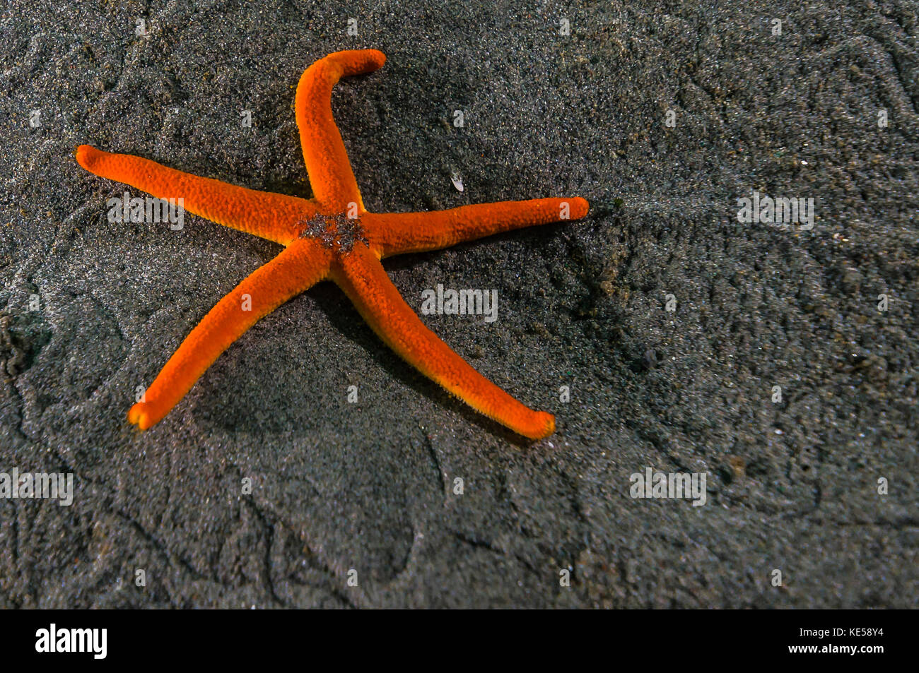 Pacific blood star Stock Photo