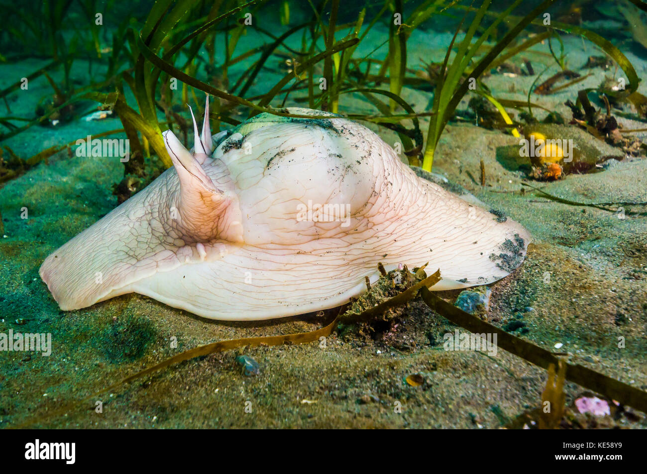 Lewisâ€™s moon snail carrying a shell underneath as it moves across the seafloor. Stock Photo