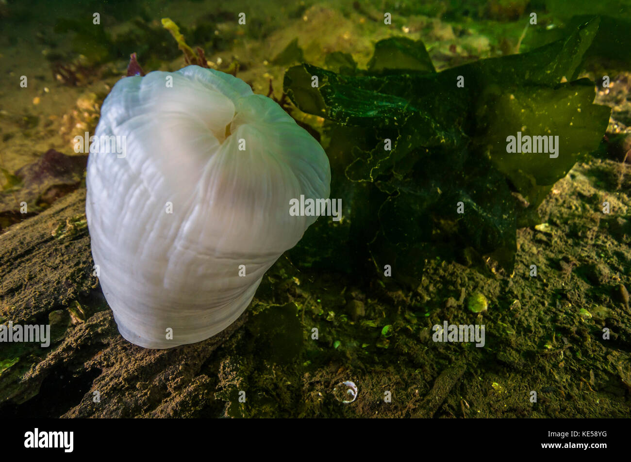 Giant plumose anemone Puget Sound, Washington. Stock Photo