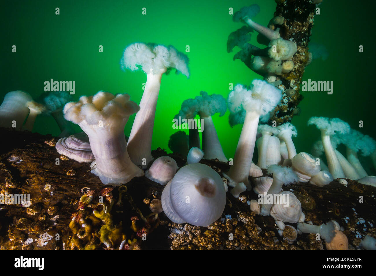These plumose anemone rise from piers in Puget Sound, Washington. Stock Photo